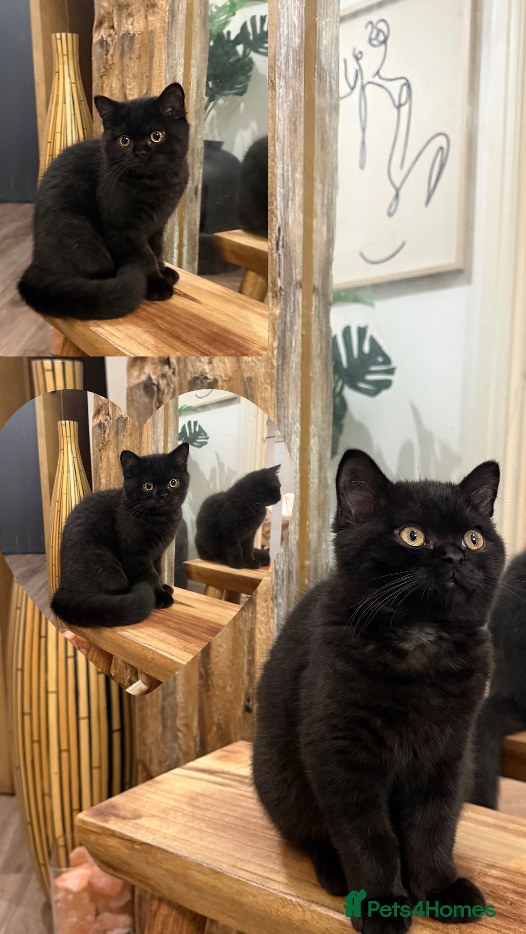 British Shorthair cats for sale: Meet Twilight 🖤 - Image 4