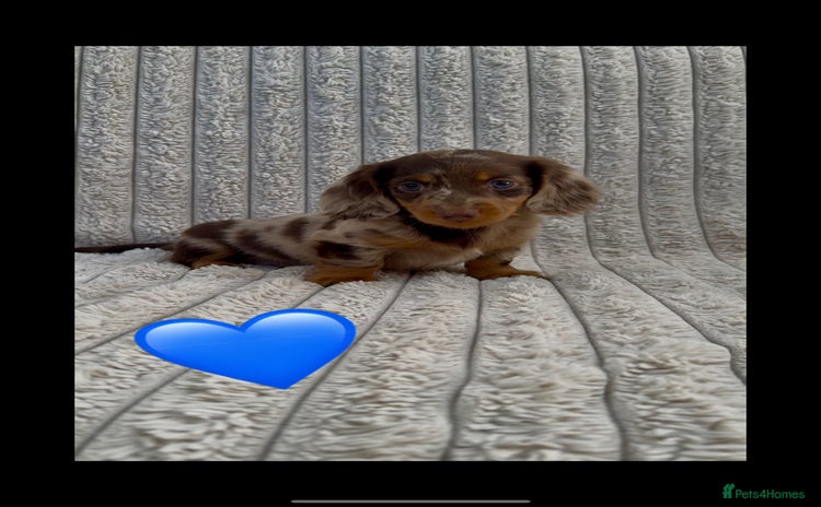 Miniature Dachshund dogs - Advert 1