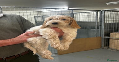 Cockapoo dogs - Advert 1