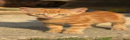 Mixed Breed cats for sale: Beautiful kittens ready for new homes - Advert 3