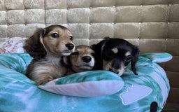 Dachshund dogs for sale: Miniature dachshund puppies  - Image 3