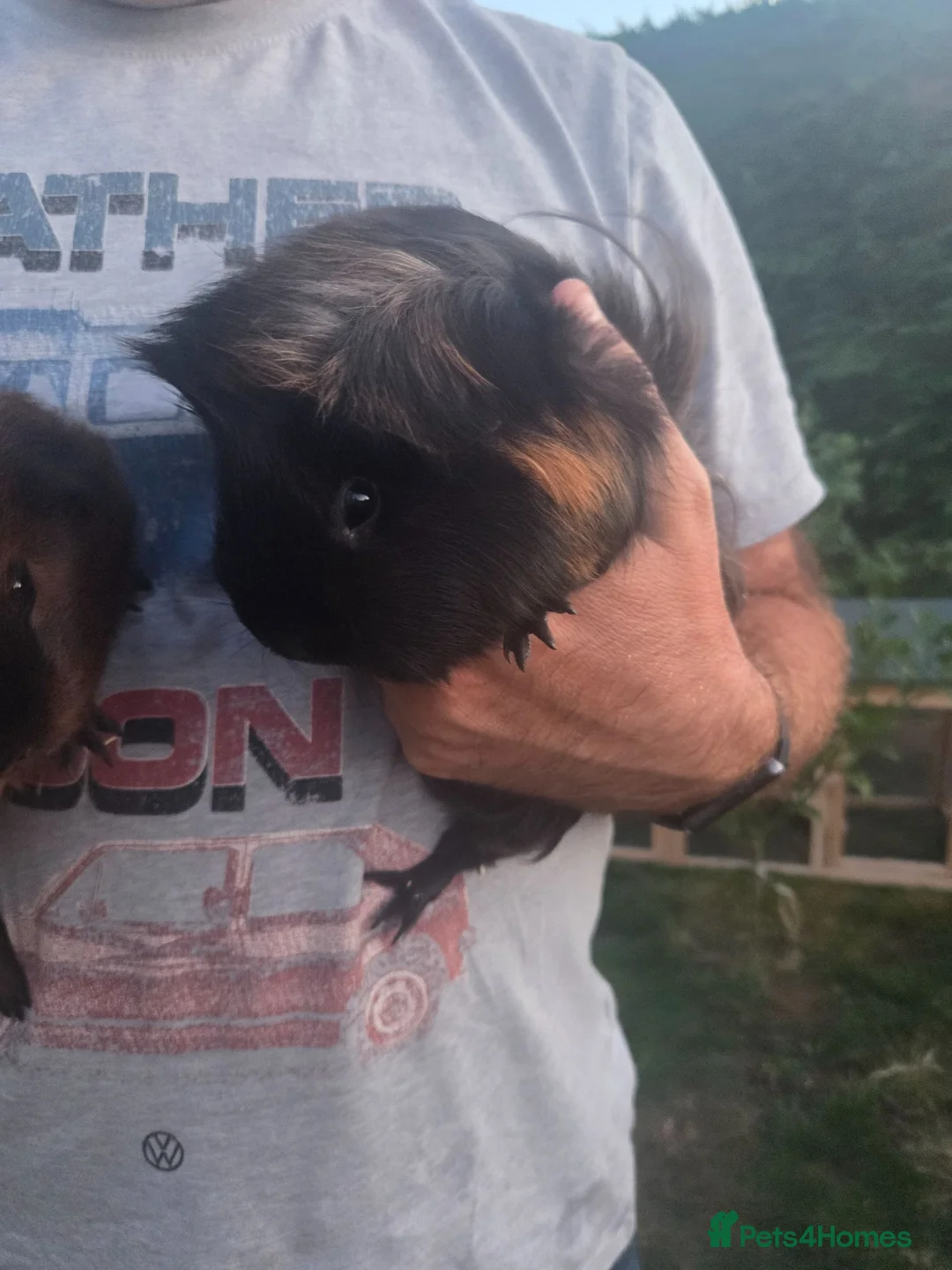 Mixed Breed rabbits for sale: 2x male guinea pigs ( brothers) - Advert 1