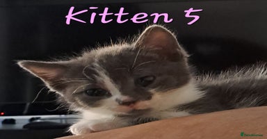 Mixed Breed cats - Advert 16