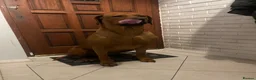 Rhodesian Ridgeback dogs for stud: Beautiful Rhodesian Ridgeback to Stud  in Lightwater - Advert 15