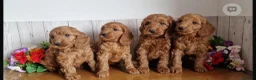 Cavapoo dogs for sale: Ms penelope henshaw - Advert 16