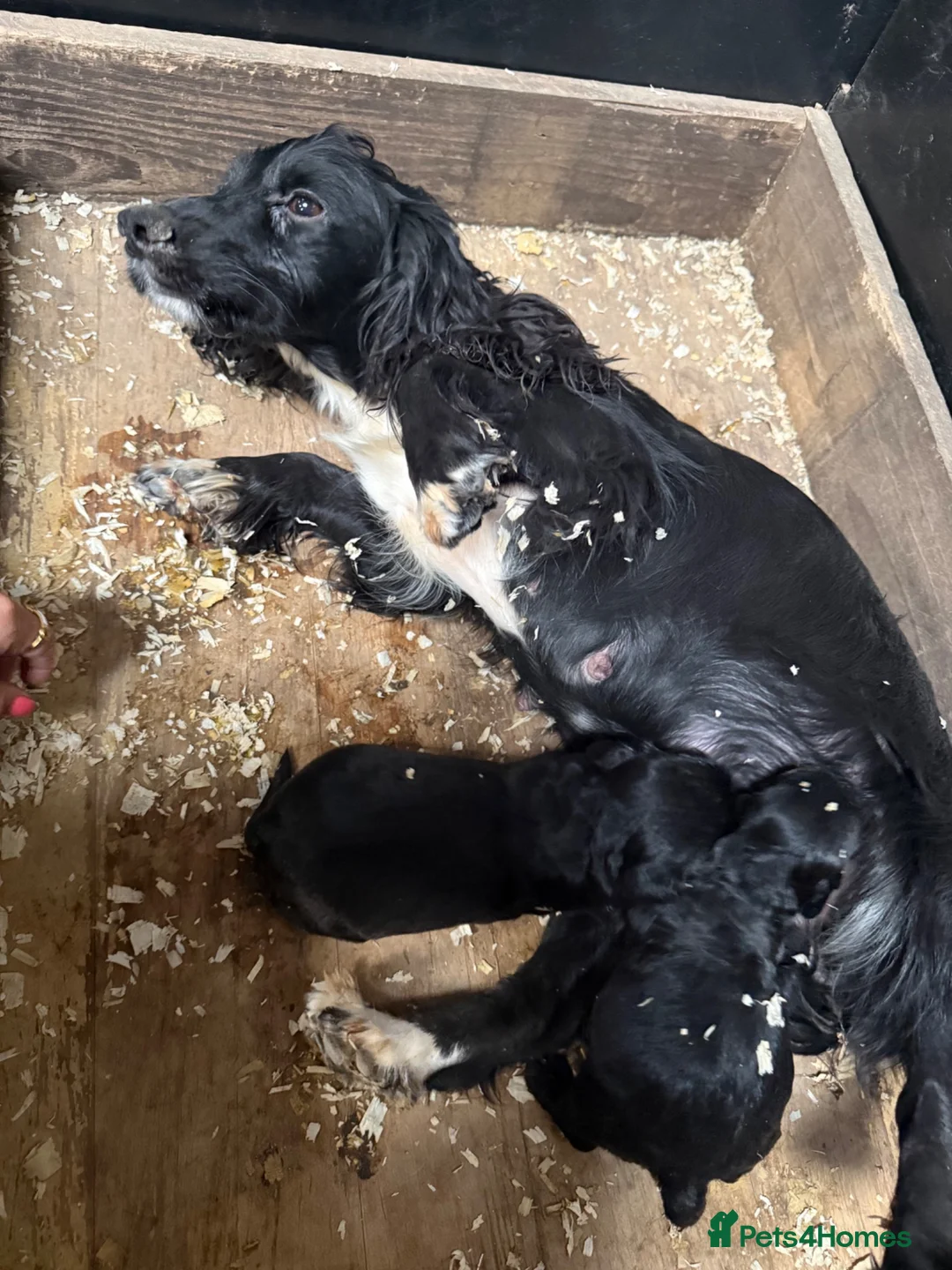 Cocker Spaniel dogs for sale: 2 male black cocker spaniels  - Advert 2