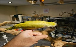 Budgerigars birds for sale: Beautiful Lime Green Quaker for sale!!! - Image 5