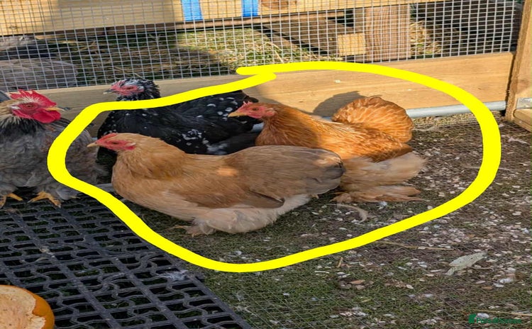 Chickens poultry - Advert 2