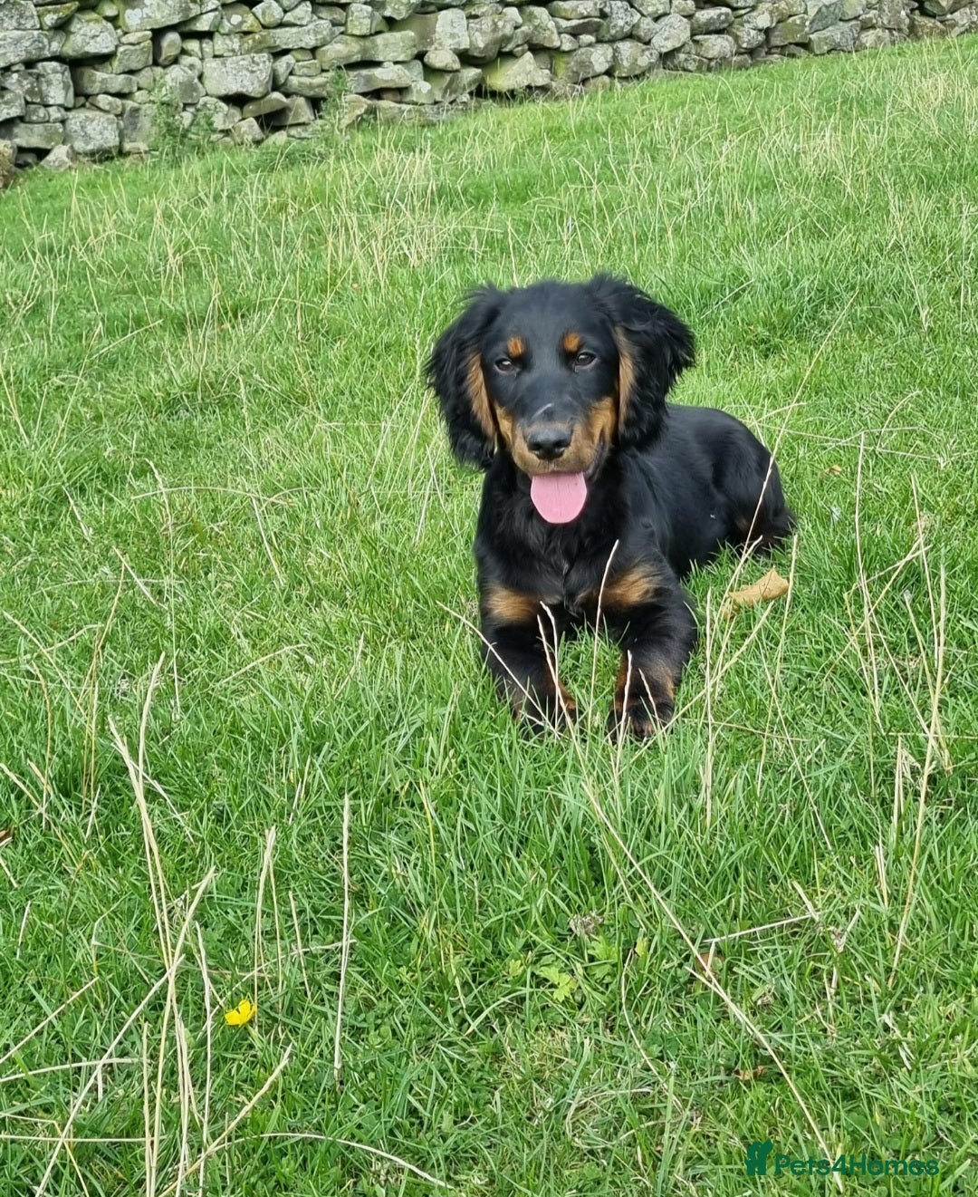 Cocker Spaniel dogs Tri Coloured Spaniels - Advert 4