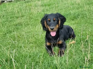 Cocker Spaniel dogs Tri Coloured Spaniels - Advert 2