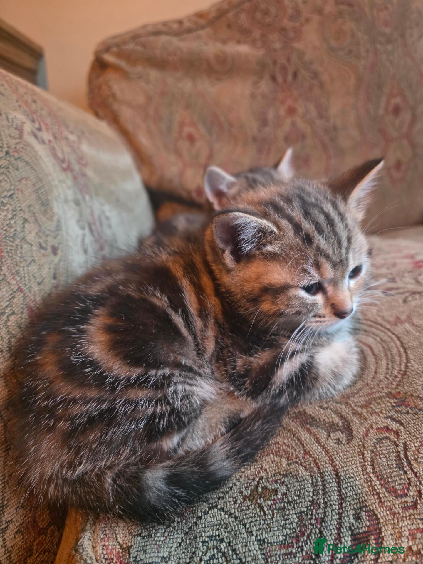 British Shorthair cats Gorgeous Golden Tabby BSH READY FOR HALF TERM - Advert 2