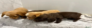 Cockapoo 2