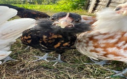 Chickens poultry for sale: Rare Breed Thuringian Chamois & Black Chickens  - Image 7
