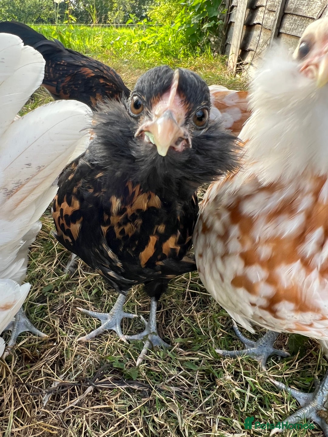 Chickens poultry for sale: Rare Breed Thuringian Chamois & Black Chickens  - Image 7