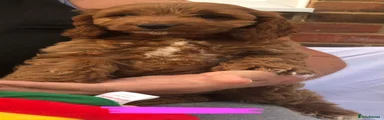 Cockapoo 6