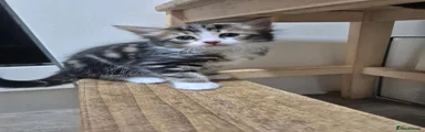Ringo
