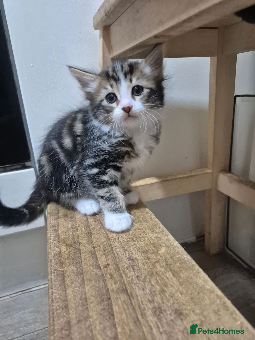 Mixed Breed cats for sale: 4 gorgeous kittens  - Advert 2