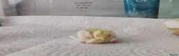 Mixed Breed birds for sale: Button Quail Chicks  - Advert 3