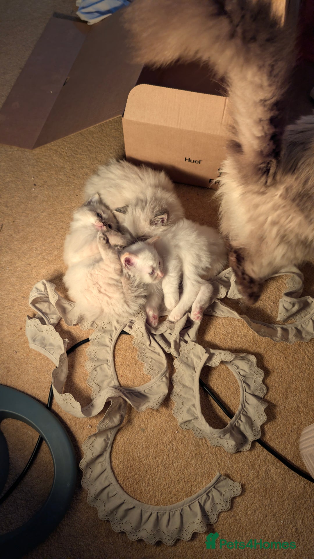 Ragdoll cats for sale: Beautiful Playful Ragdoll Kittens - Advert 25