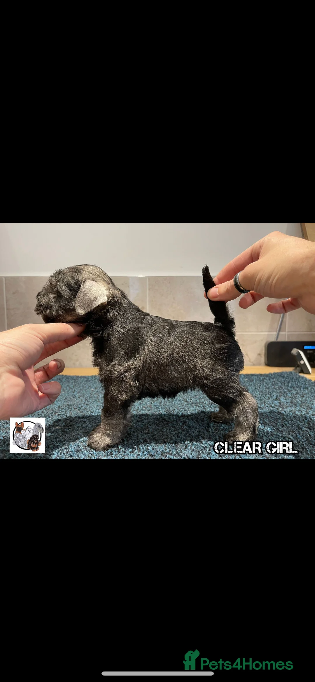 Miniature Schnauzer dogs for stud: STUNNING HEALTH TETSED MINI SCHNAUZER FOR STUD in Wigan - Advert 6