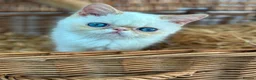 Exotic cats for sale: Stunning exotic kittens high quality m - Advert 7
