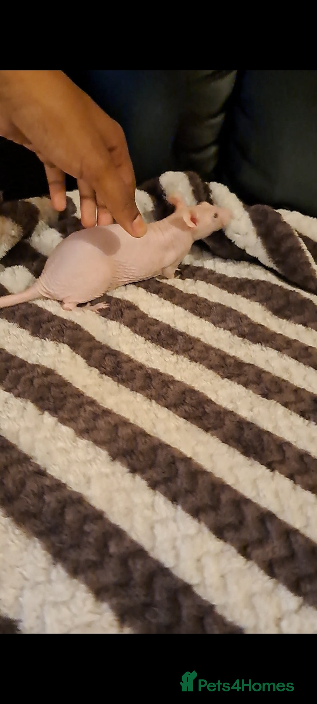 Rat rodents for sale: FEMALE RAT URGENT REHOMING. - Image 6