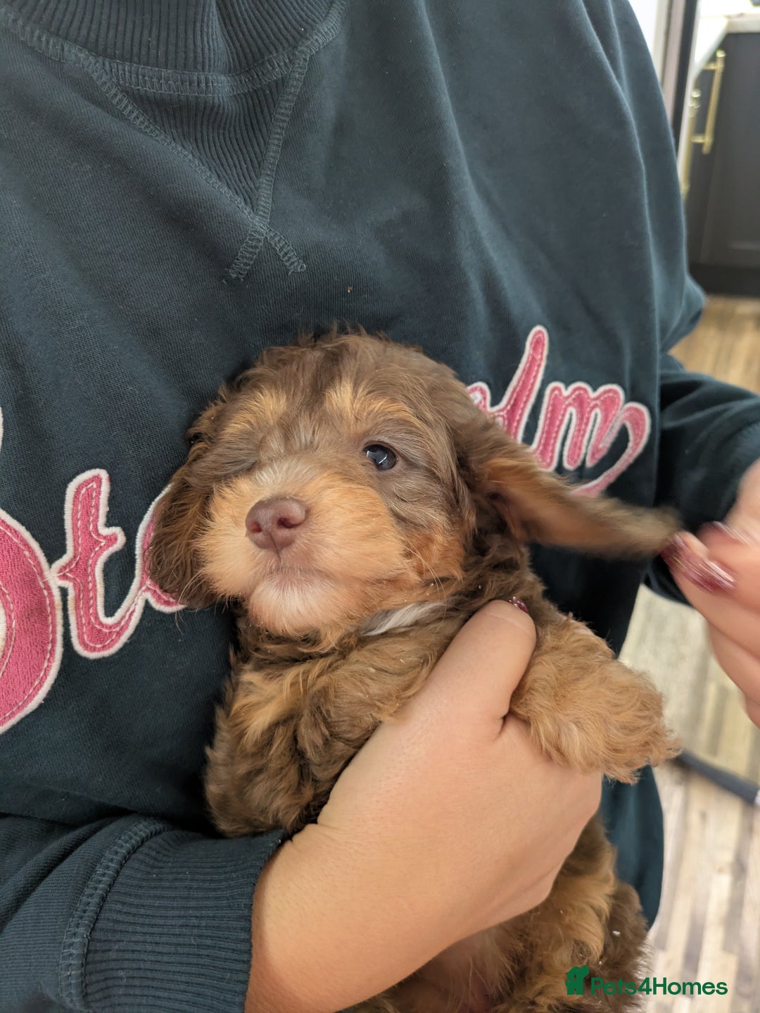 Doxiepoo dogs for sale: Adorable PRA clear daxipoos hypoallergenic  - Image 25