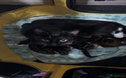 Domestic Shorthair cats for sale: 3 male kittens - Image 4