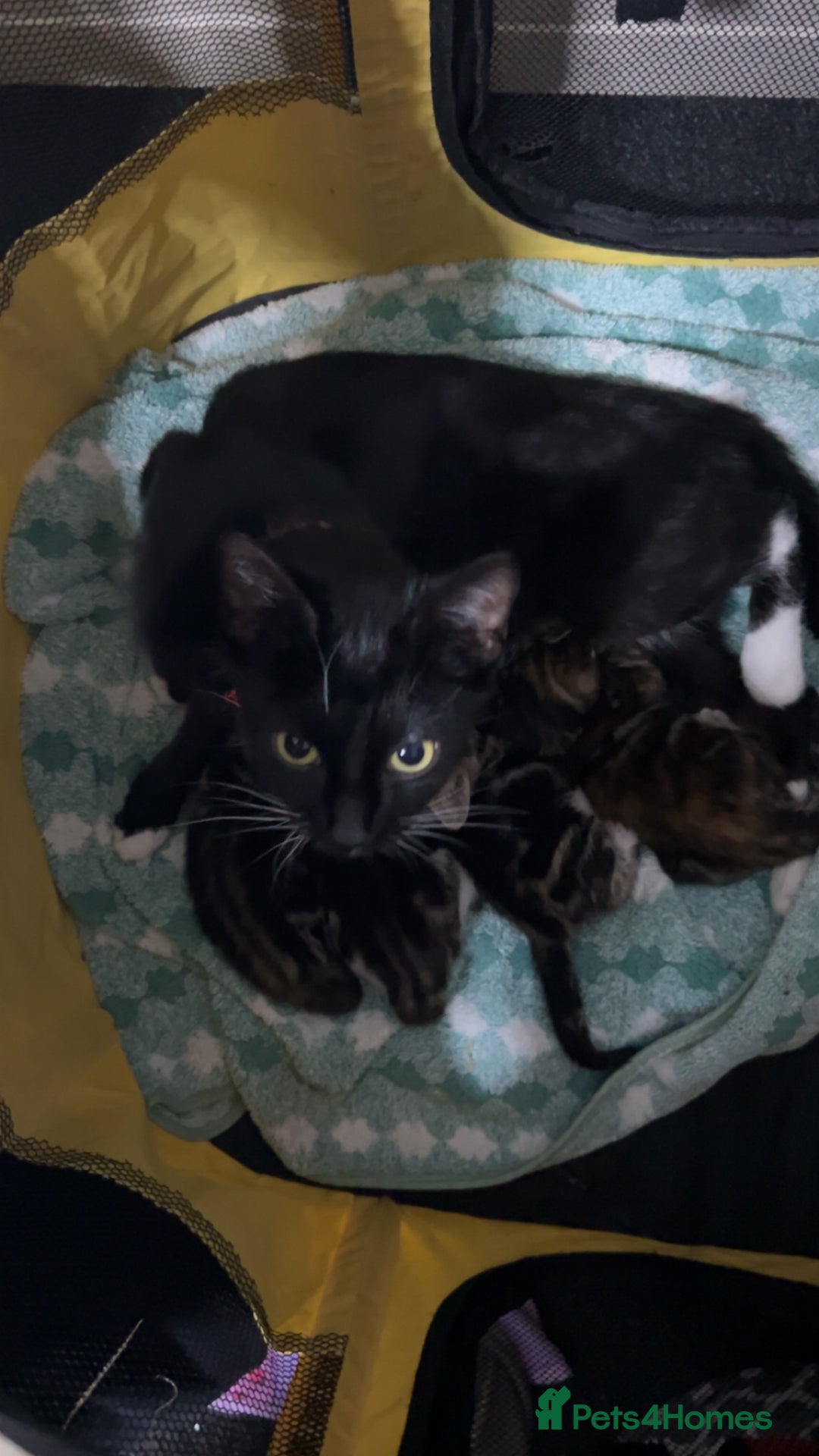 Domestic Shorthair cats for sale: 3 male kittens - Image 4