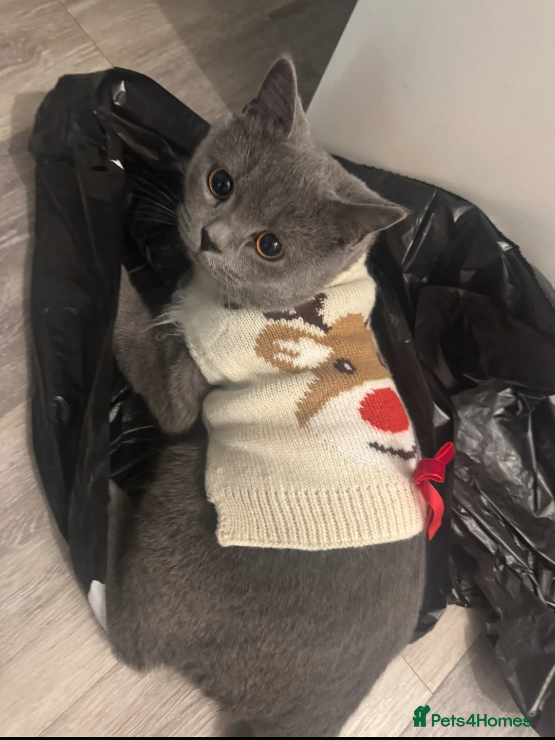 British Shorthair cats for sale: British shorthair  - Advert 3