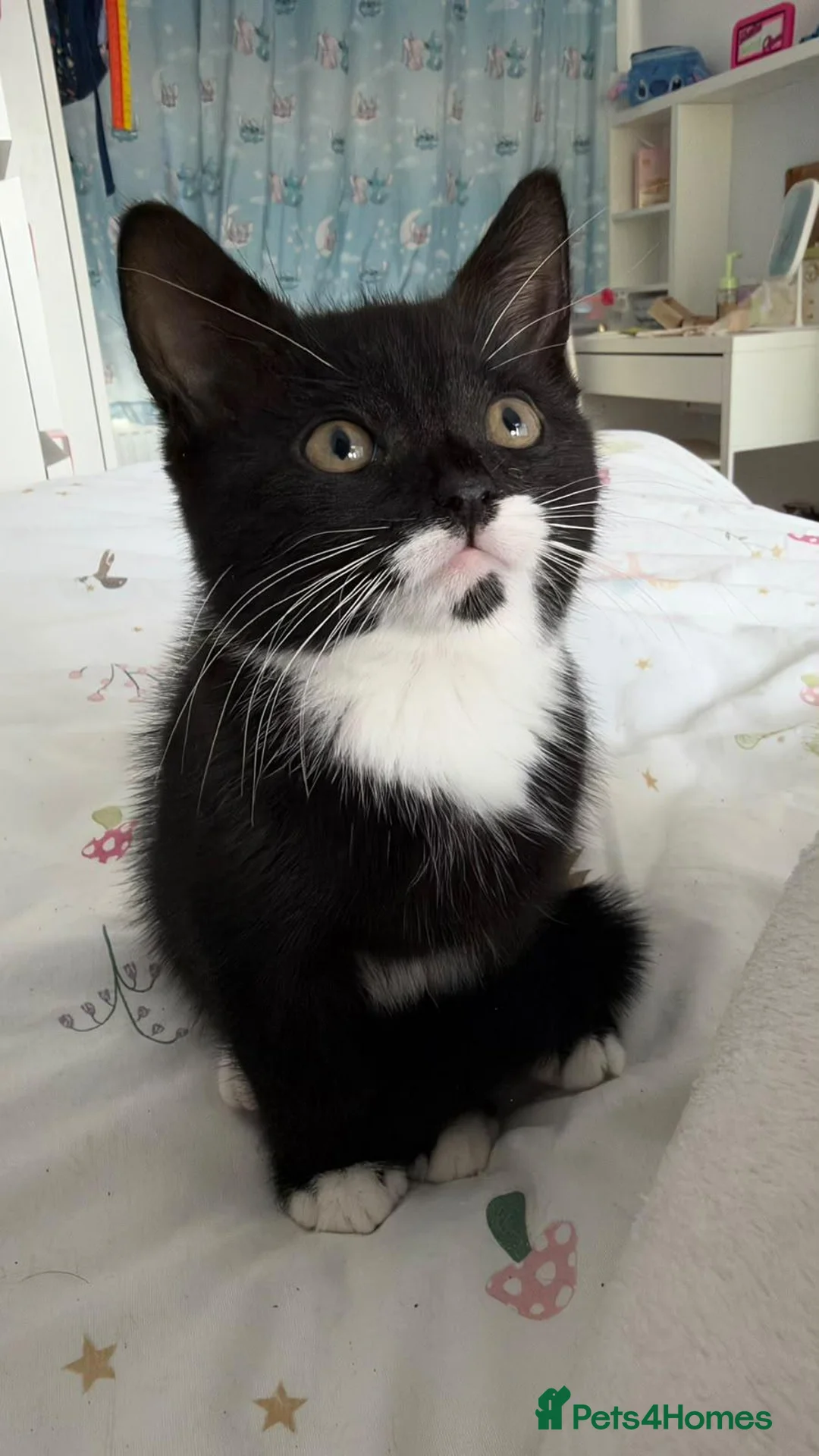 British Shorthair cats for sale: Kittens for sale  - Advert 1