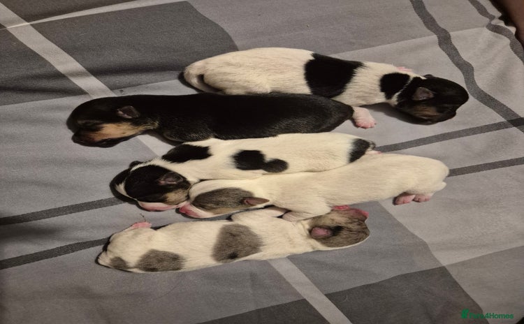 Jack Russell dogs - Advert 1