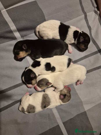 Jack Russell dogs - Advert 11