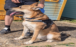 Mixed Breed dogs for sale: Odin. Sweet and beautiful crossbreed boy - Image 7