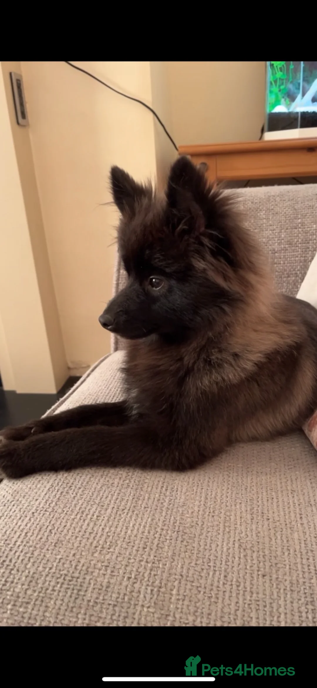 Pomsky dogs for sale: POMSKY FOR RE HOMING  in Swansea - Advert 4