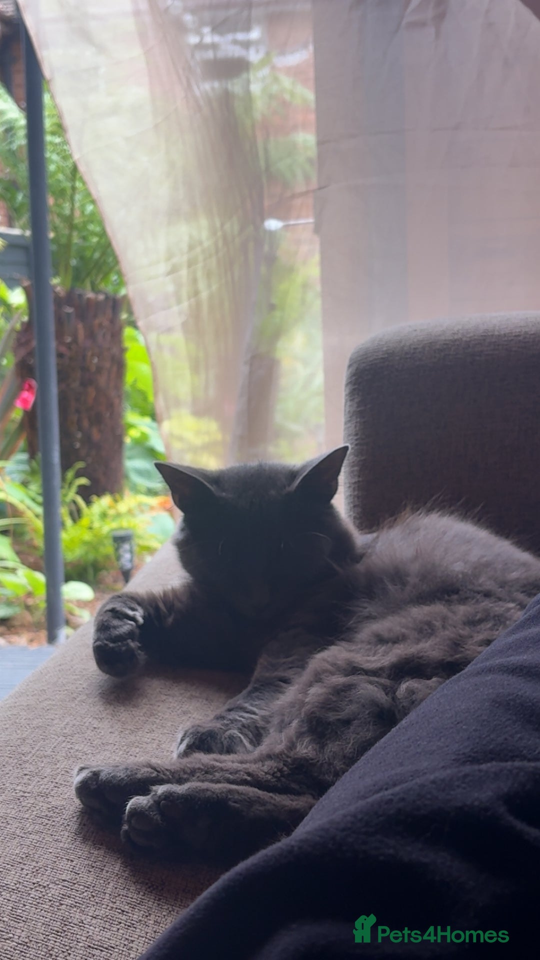 Maine Coon cats for sale: Maine coon cross British longhair kittens - Image 2