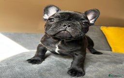 French Bulldog dogs for sale: KC, standard colours French Bulldog puppies🐾 - Image 25