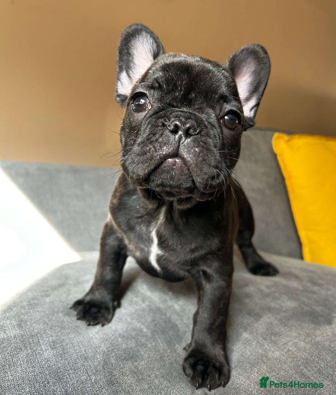 French Bulldog dogs for sale: KC, standard colours French Bulldog puppies🐾 - Image 25
