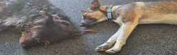 Mixed Breed dogs for adoption: NERO-gentle boy/sweet nature/likes dogs&cats in Lincoln - Advert 9