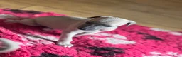 Whippet dogs for sale: KC registered whippet puppy’s  - Advert 23