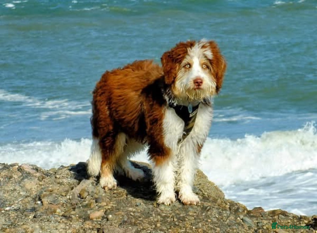 Bordoodle dogs for sale: F1 & F1b Bordoodle pups expected - Advert 31