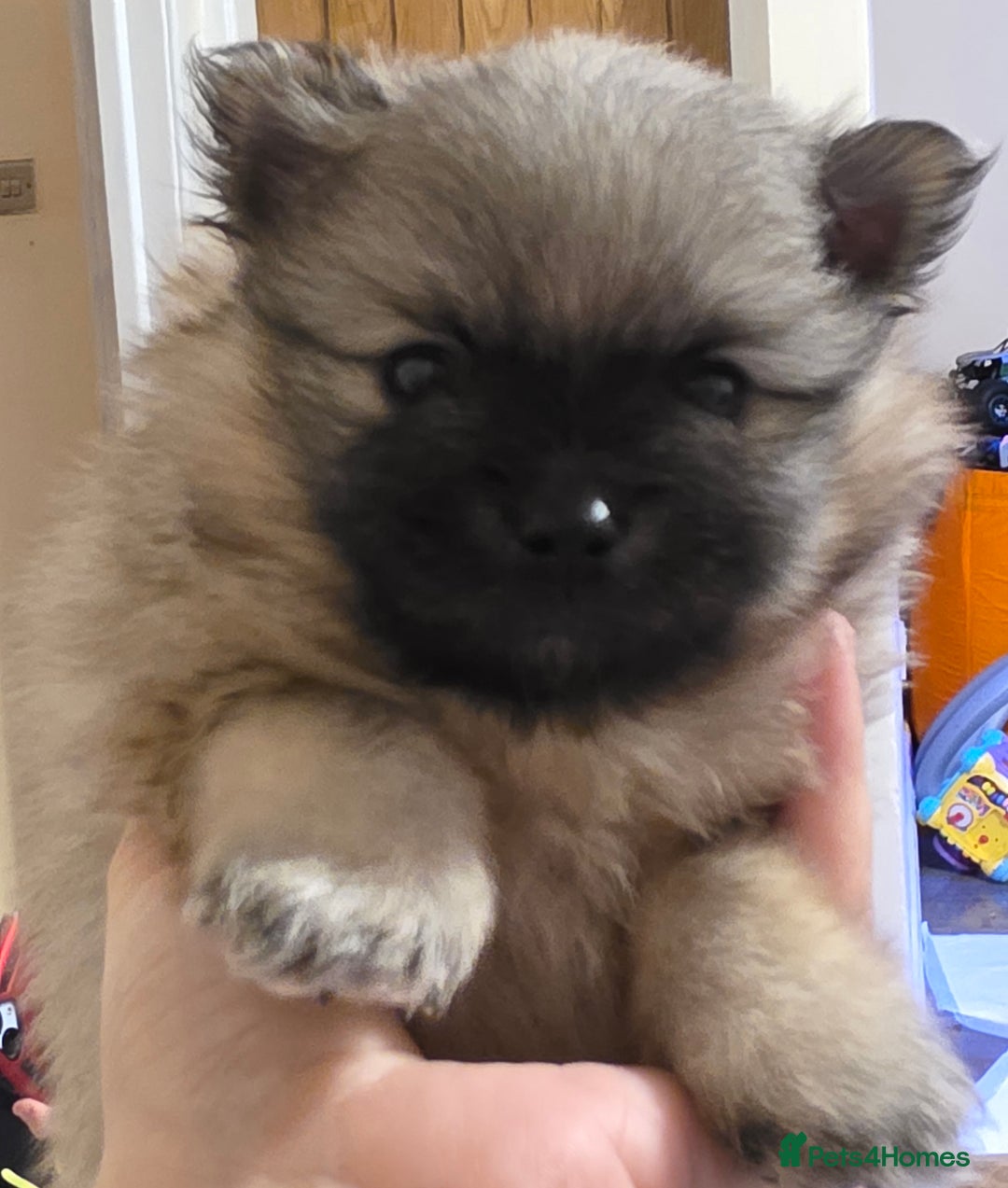 Pomeranian dogs for sale: Hello - Advert 6