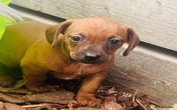 Mixed Breed dogs for sale: Sisters  - Image 3