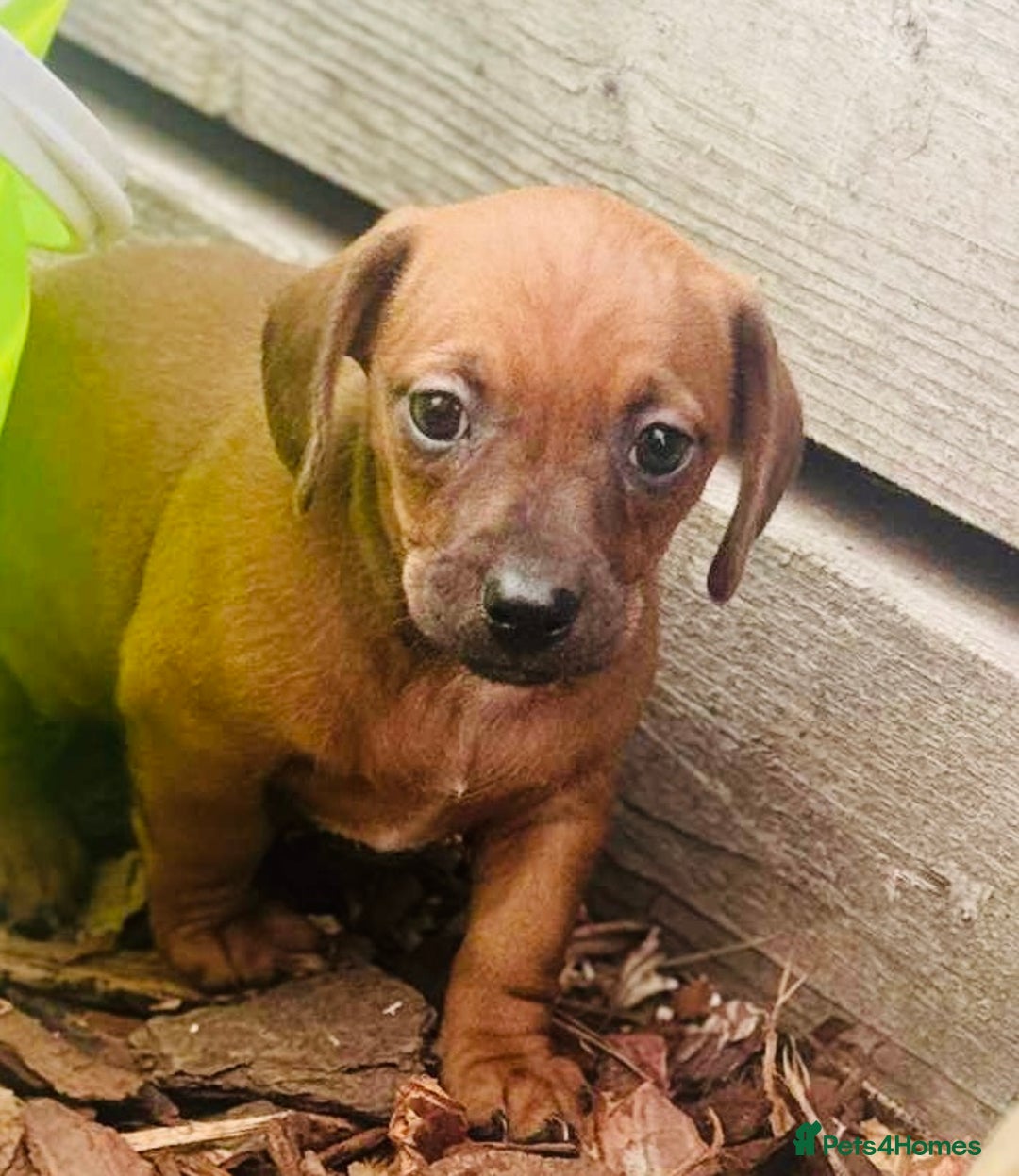 Mixed Breed dogs for sale: Sisters  - Image 3