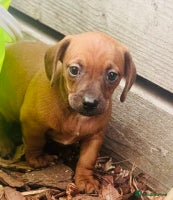 Mixed Breed dogs - Advert 2