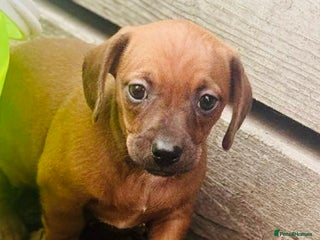 Mixed Breed dogs - Advert 30