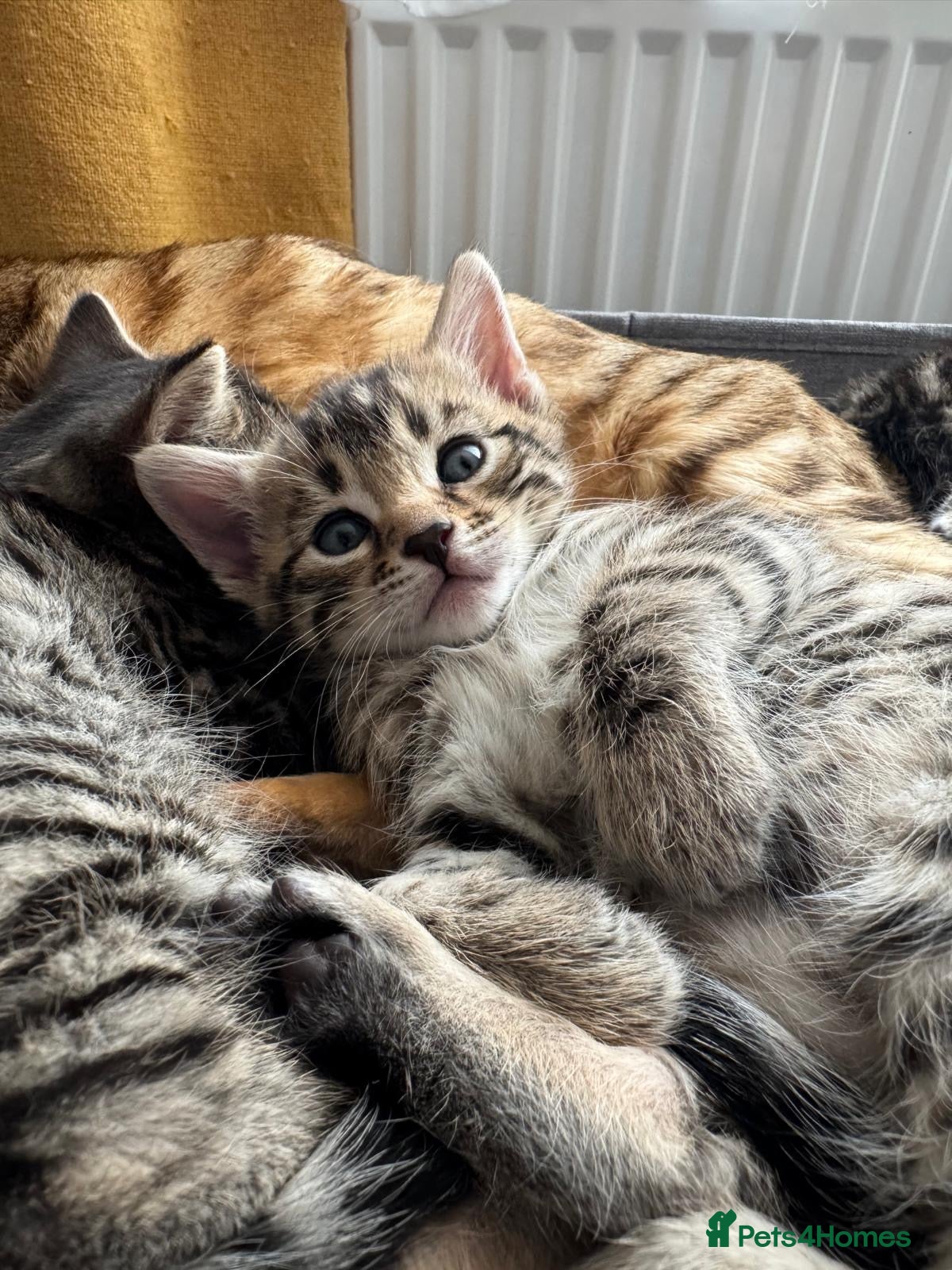 Bengal cats for sale: Adorable little creatures, bengals - Advert 18