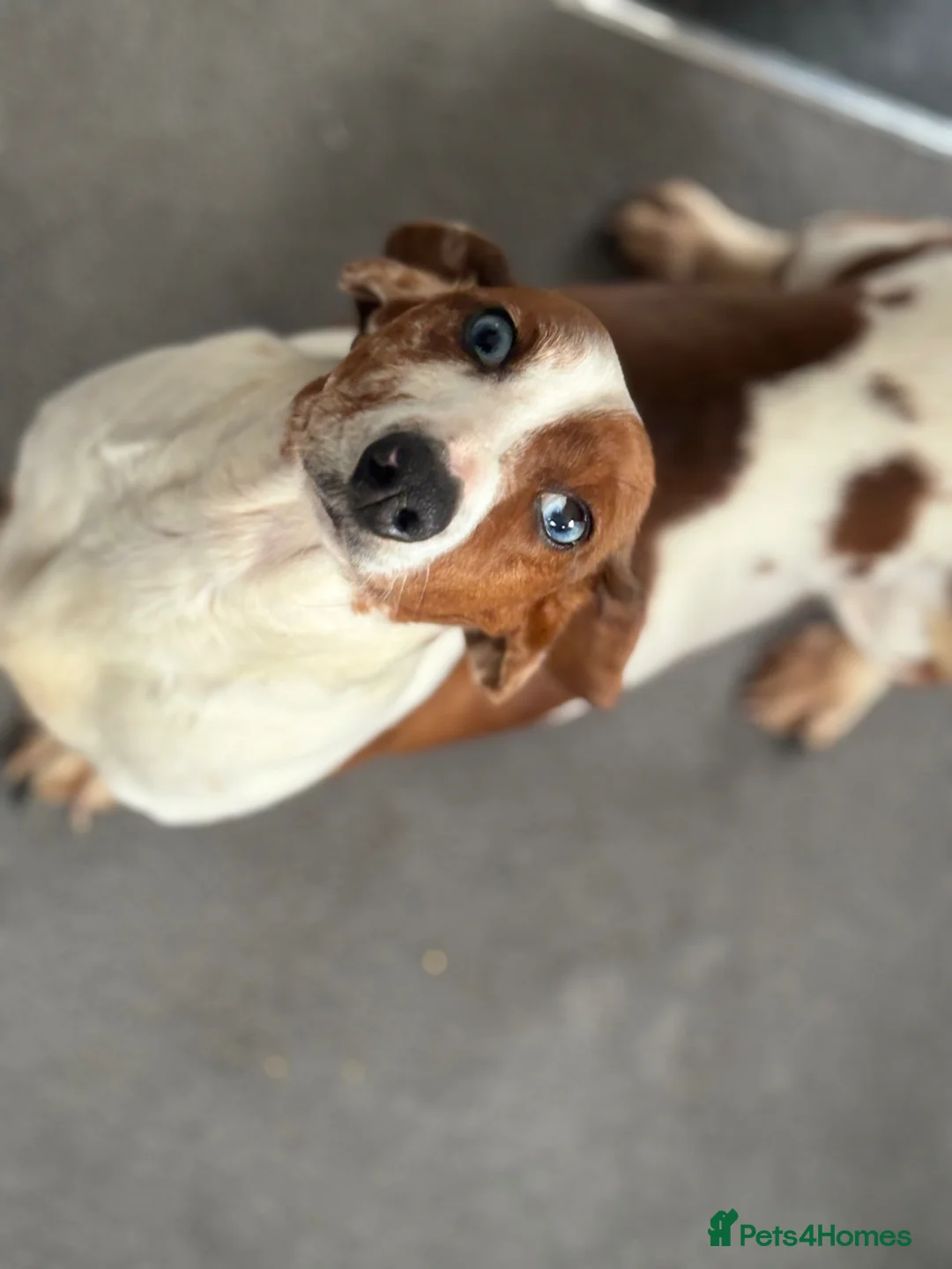 Miniature Dachshund dogs for sale: Beautiful dachshund babies  in Stafford - Advert 2