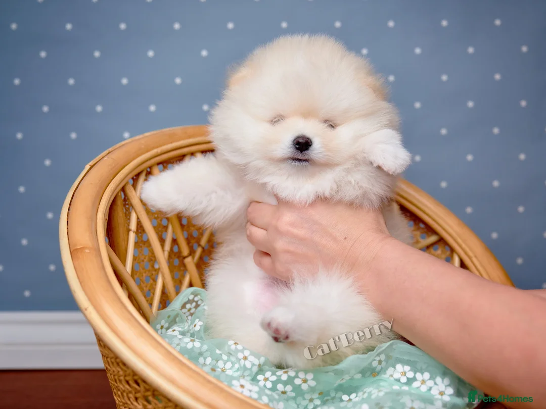 Pomeranian dogs for sale:  Pomeranian puppies. Last boy is still available - Advert 11