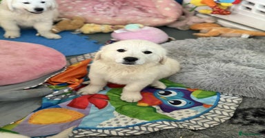 Golden Retriever dogs in Tiverton - Advert 9